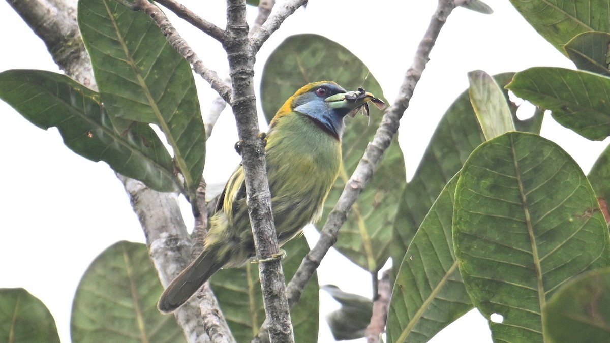 Versicolored Barbet - ML643291897