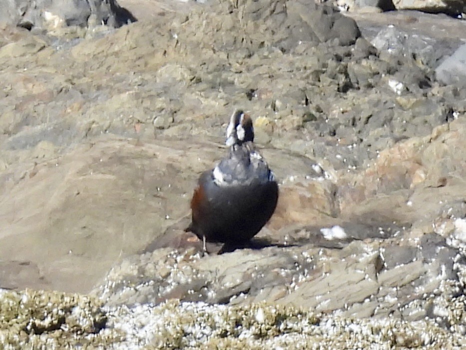 Harlequin Duck - ML643291901