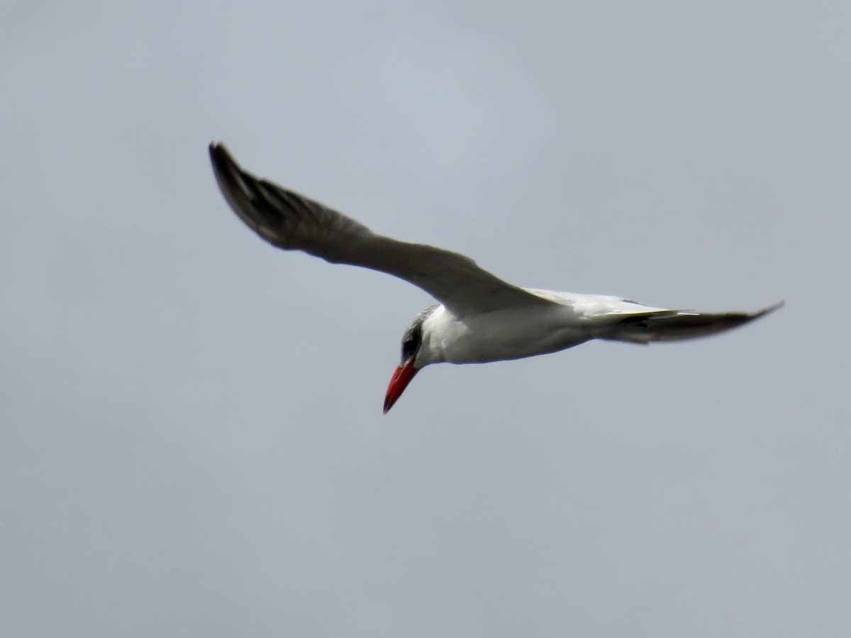 Caspian Tern - ML643291903