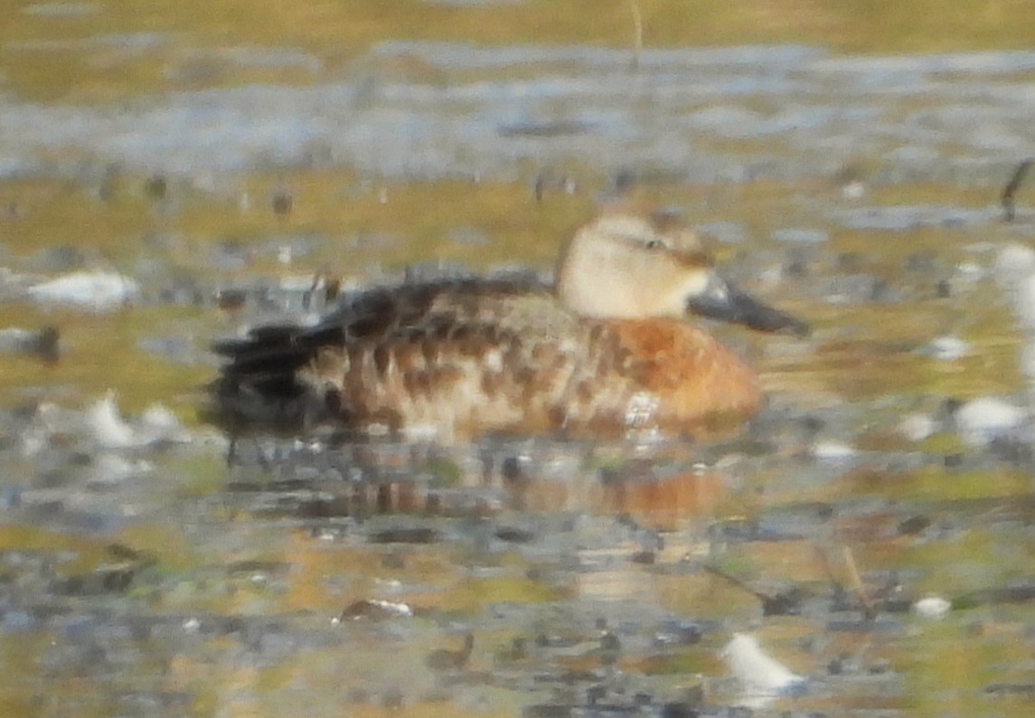 Blue-winged Teal - ML643291904