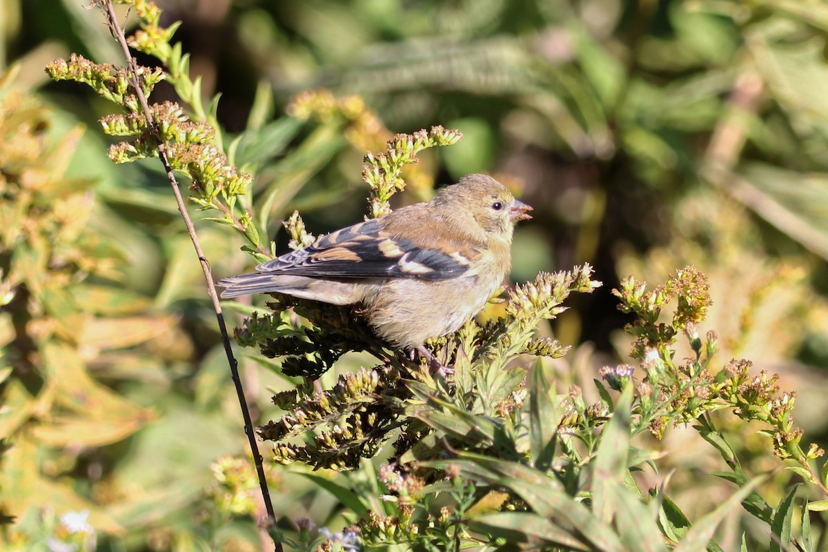 American Goldfinch - ML643291909
