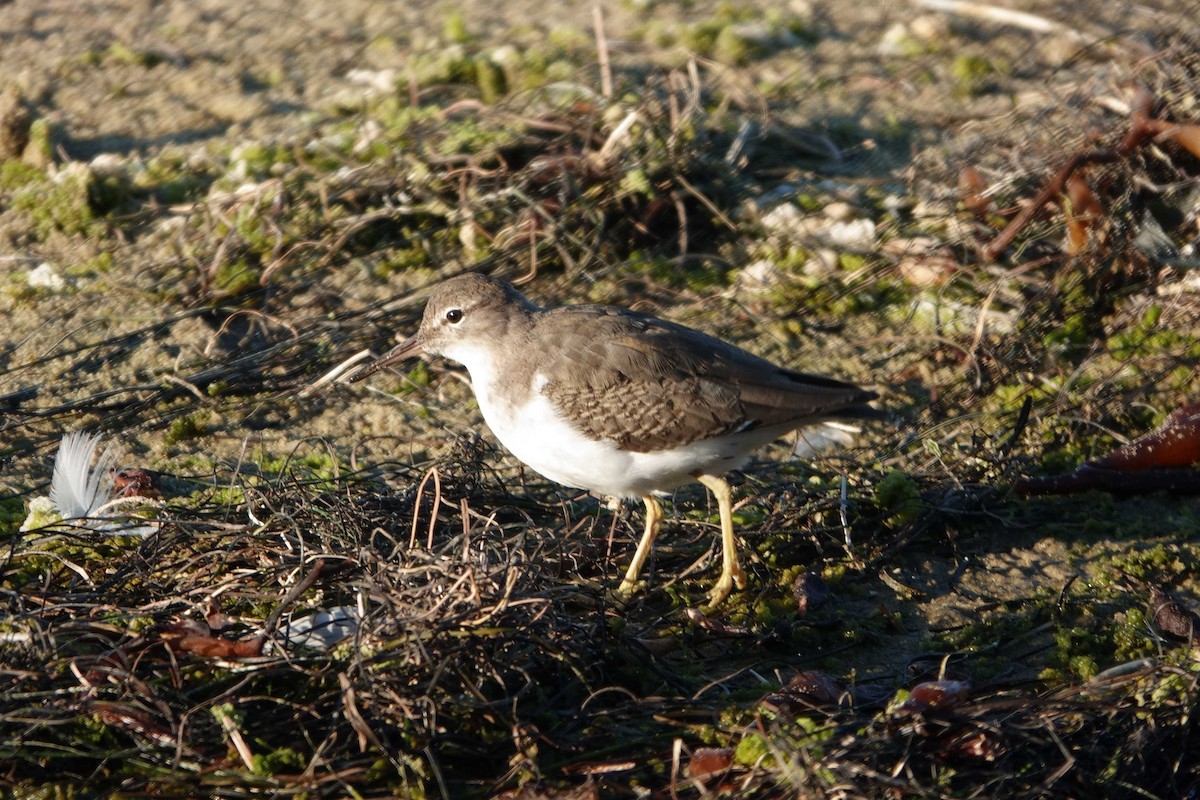 Spotted Sandpiper - ML643291933