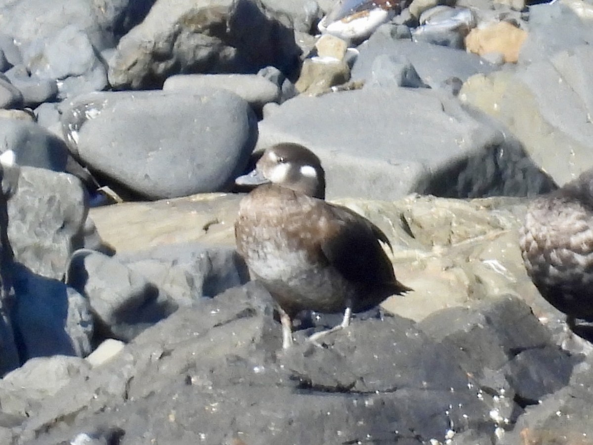Harlequin Duck - ML643291935