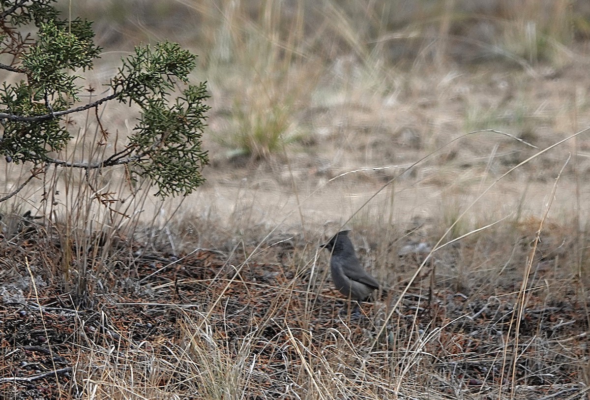 Juniper Titmouse - ML643291937