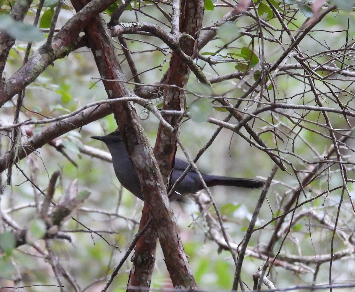 Gray Catbird - ML643291944