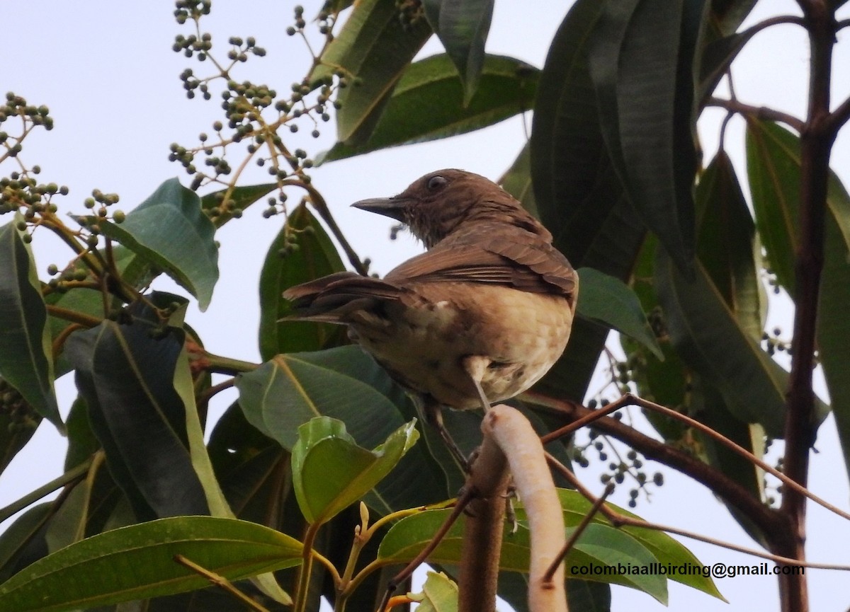 Black-billed Thrush - ML643291947