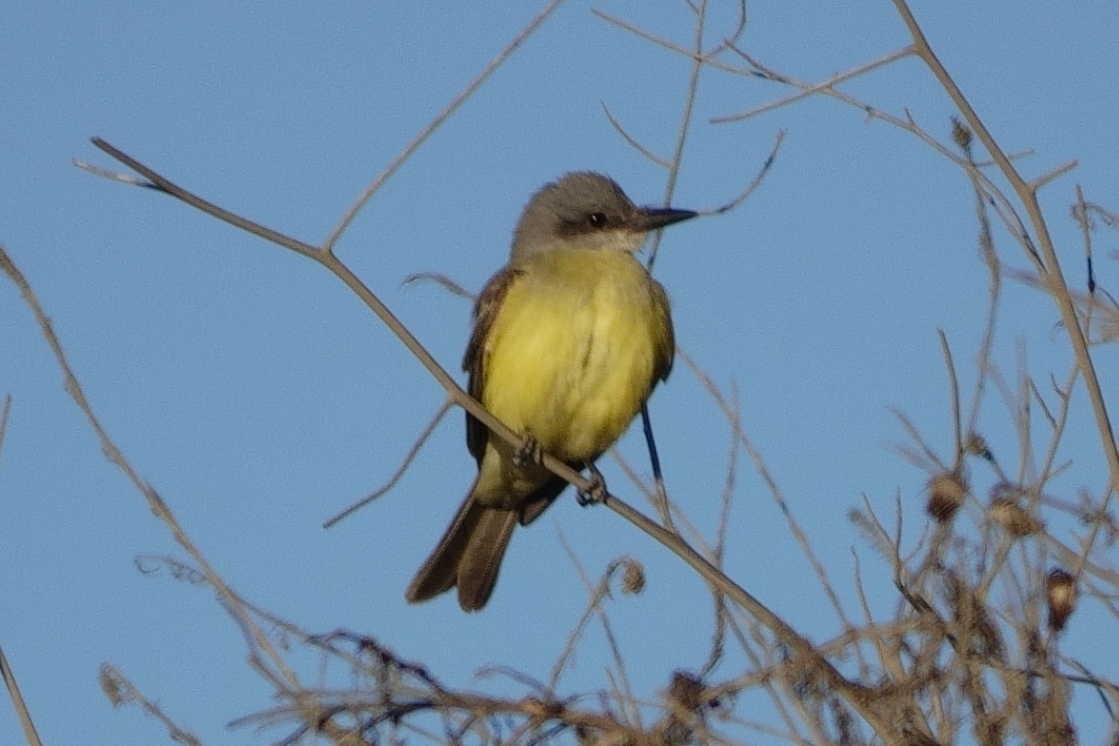 Tropical Kingbird - ML643291950