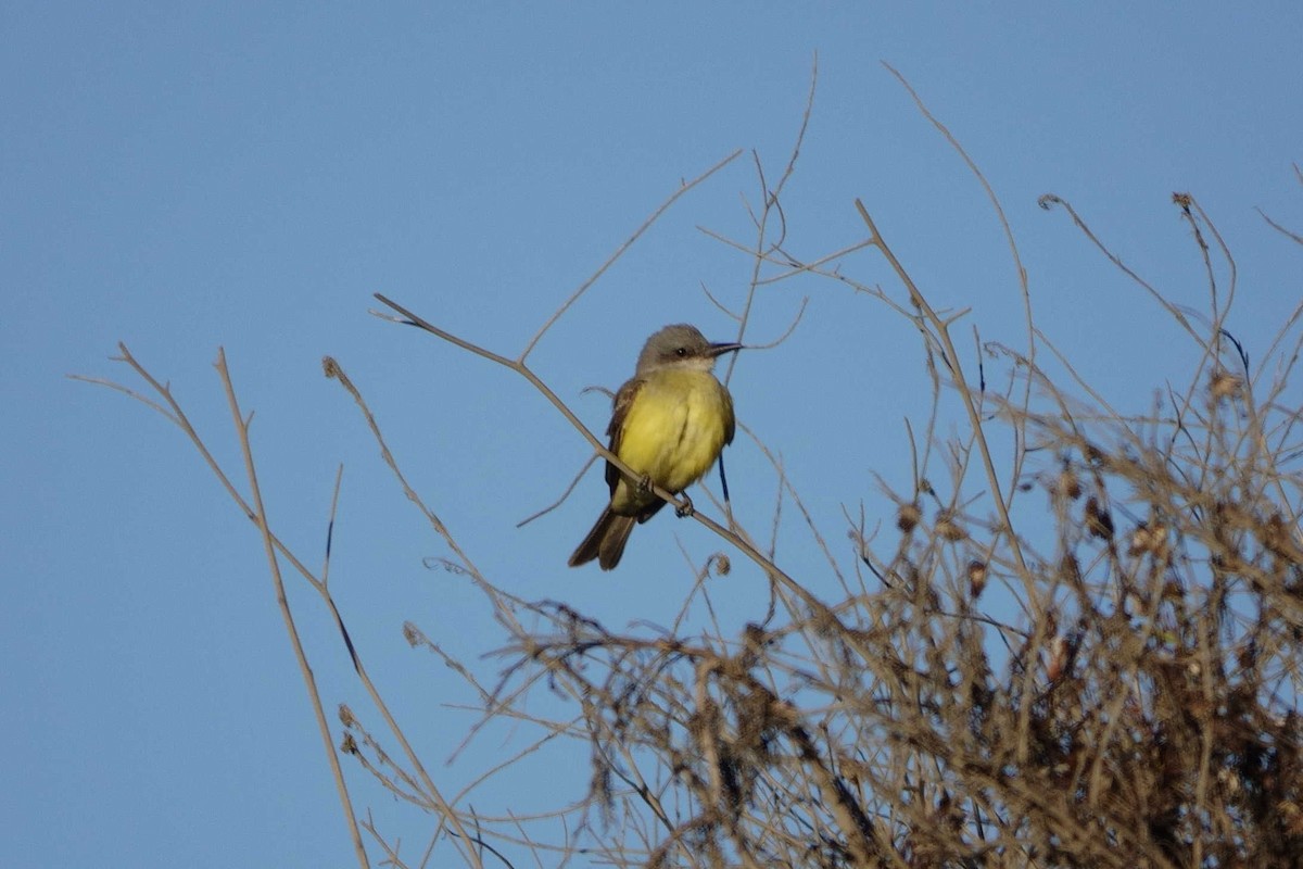 Tropical Kingbird - ML643291953