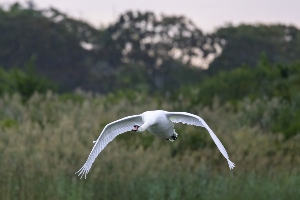 Cygne tuberculé - ML643291957