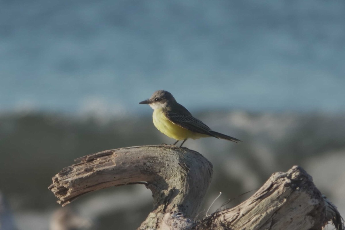 Tropical Kingbird - ML643291958