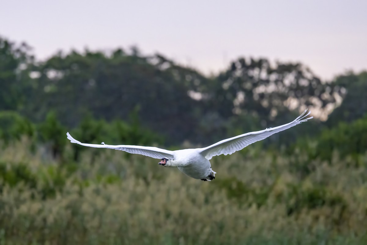 Cygne tuberculé - ML643291961