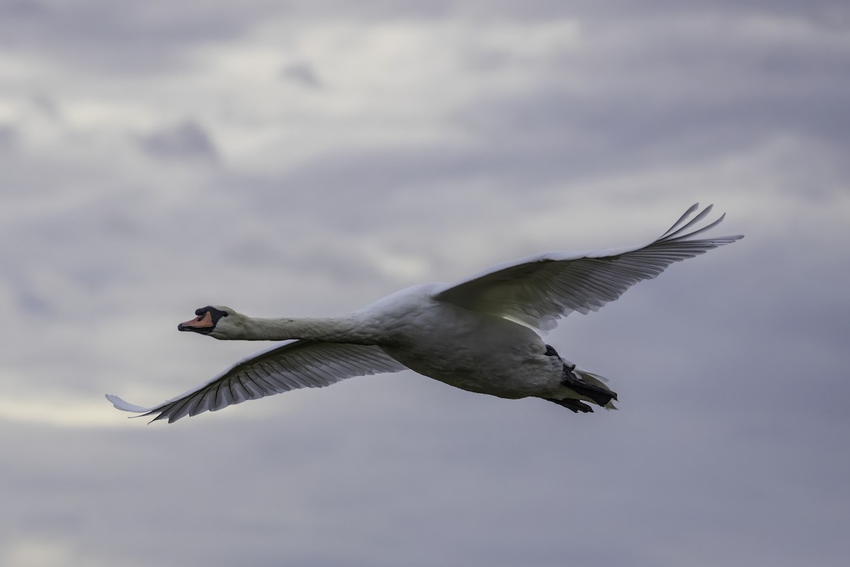 Cygne tuberculé - ML643291962