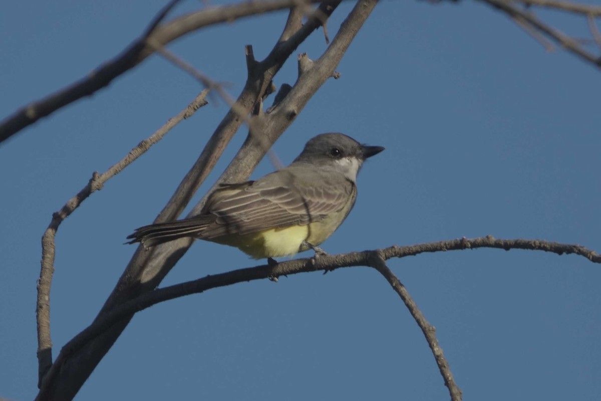 Cassin's Kingbird - ML643291963