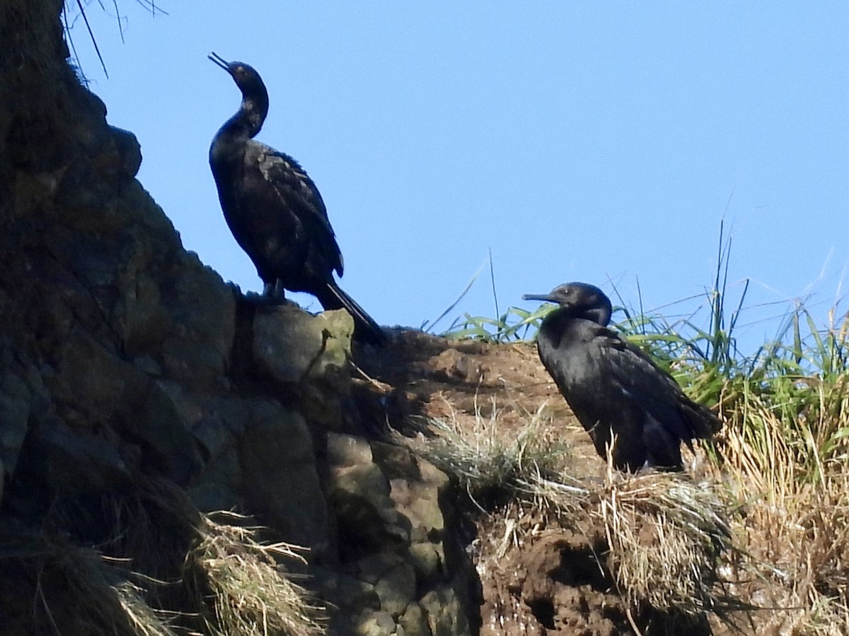 Pelagic Cormorant - ML643291964