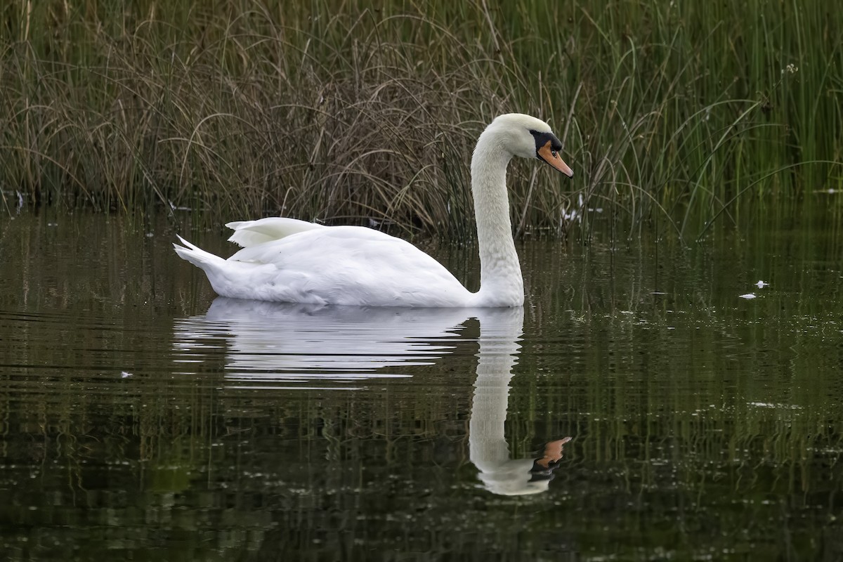 Cygne tuberculé - ML643291965