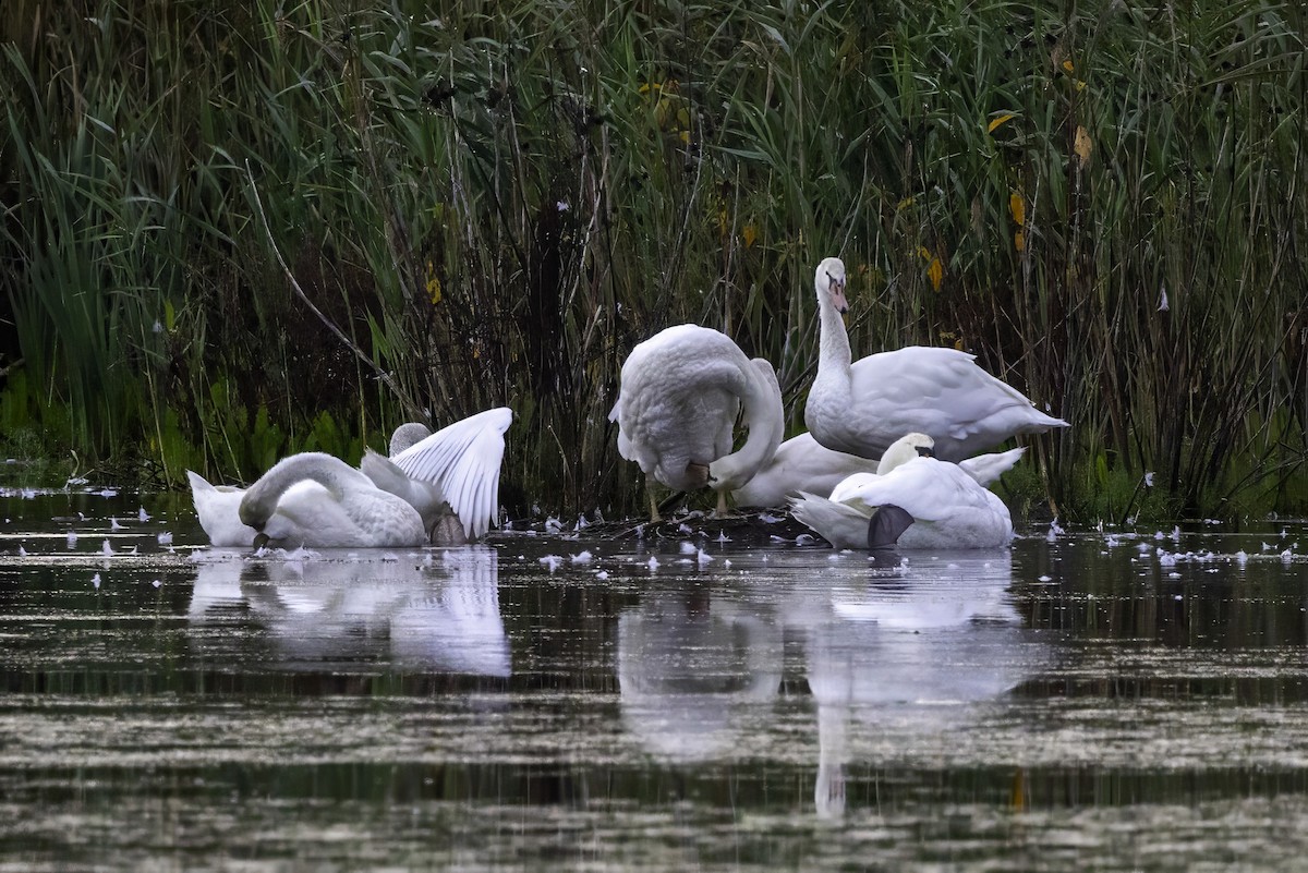Cygne tuberculé - ML643291969