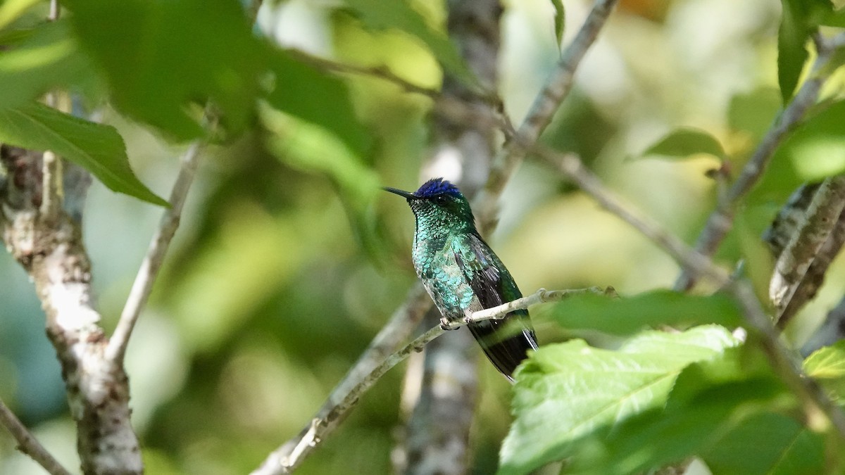 Violet-capped Woodnymph - ML643291970