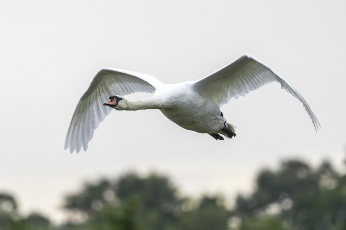 Cygne tuberculé - ML643291981