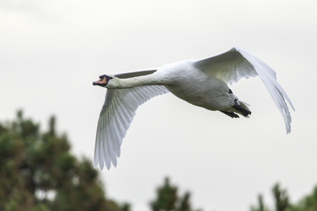 Cygne tuberculé - ML643291984