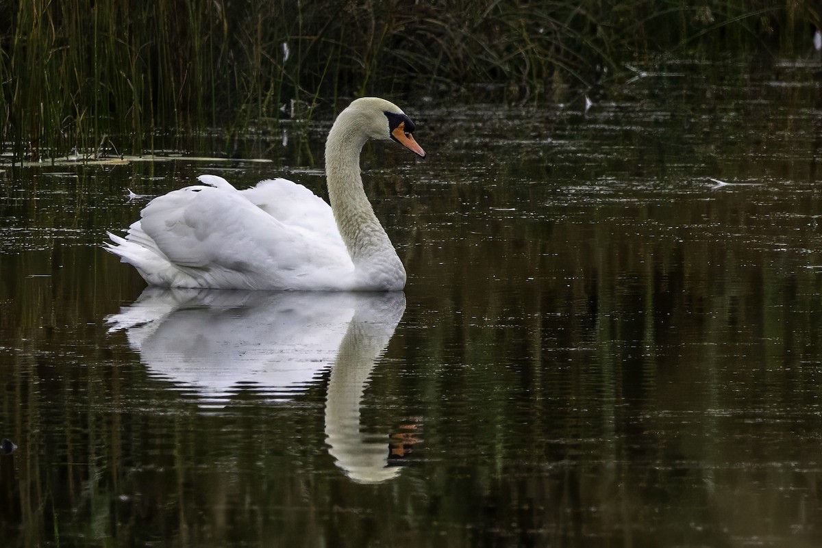 Cygne tuberculé - ML643291993