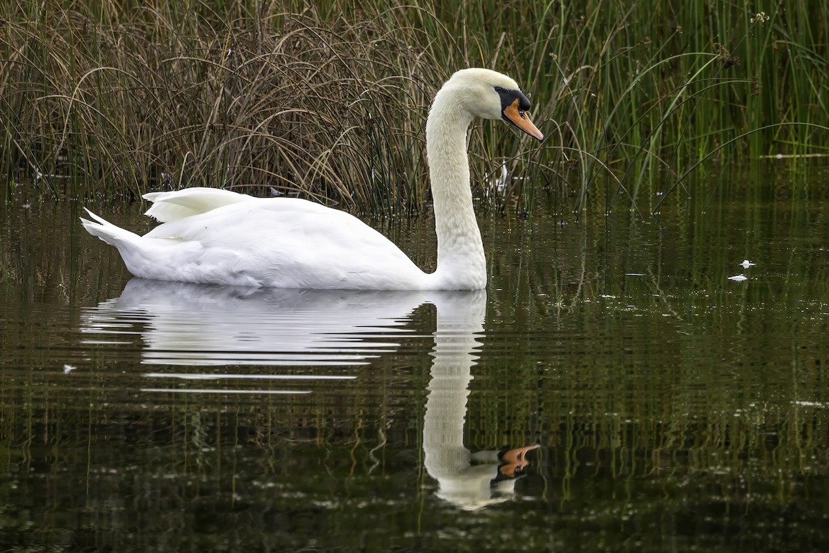 Cygne tuberculé - ML643291995