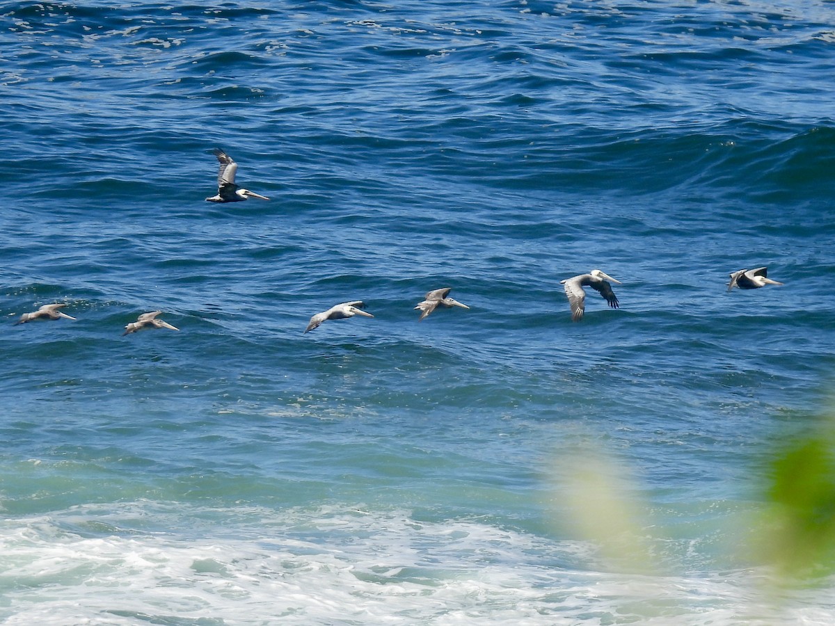 Brown Pelican - ML643292015