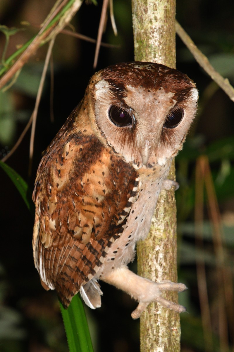 Sri Lanka Bay-Owl - ML643292019