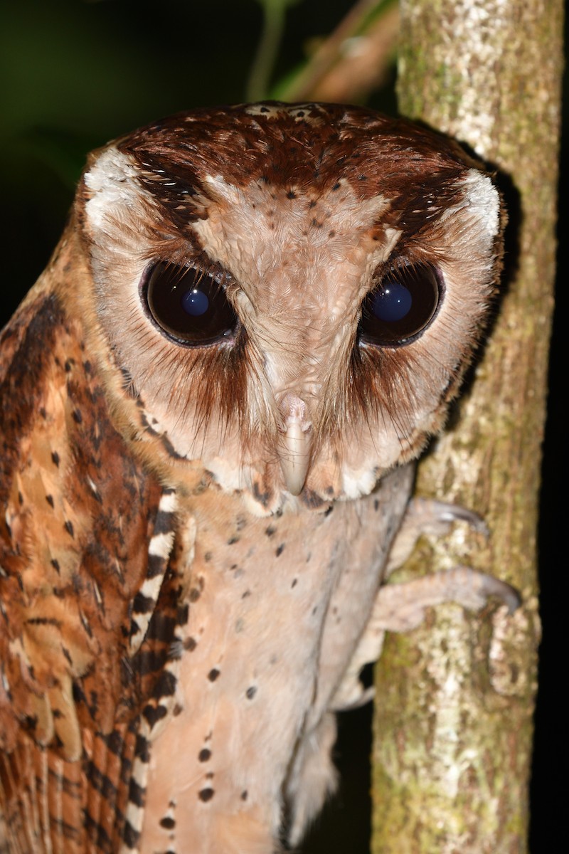 Sri Lanka Bay-Owl - ML643292020