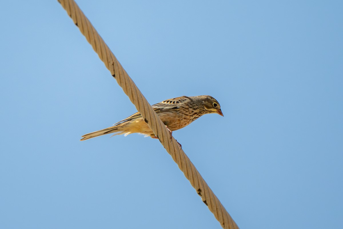 Алаг хөмрөг - ML643292029