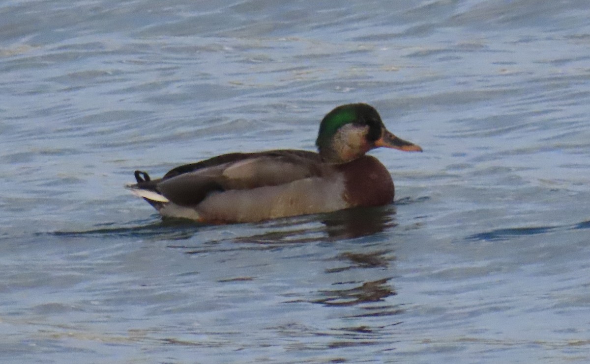 American Wigeon x Mallard (hybrid) - ML643292030