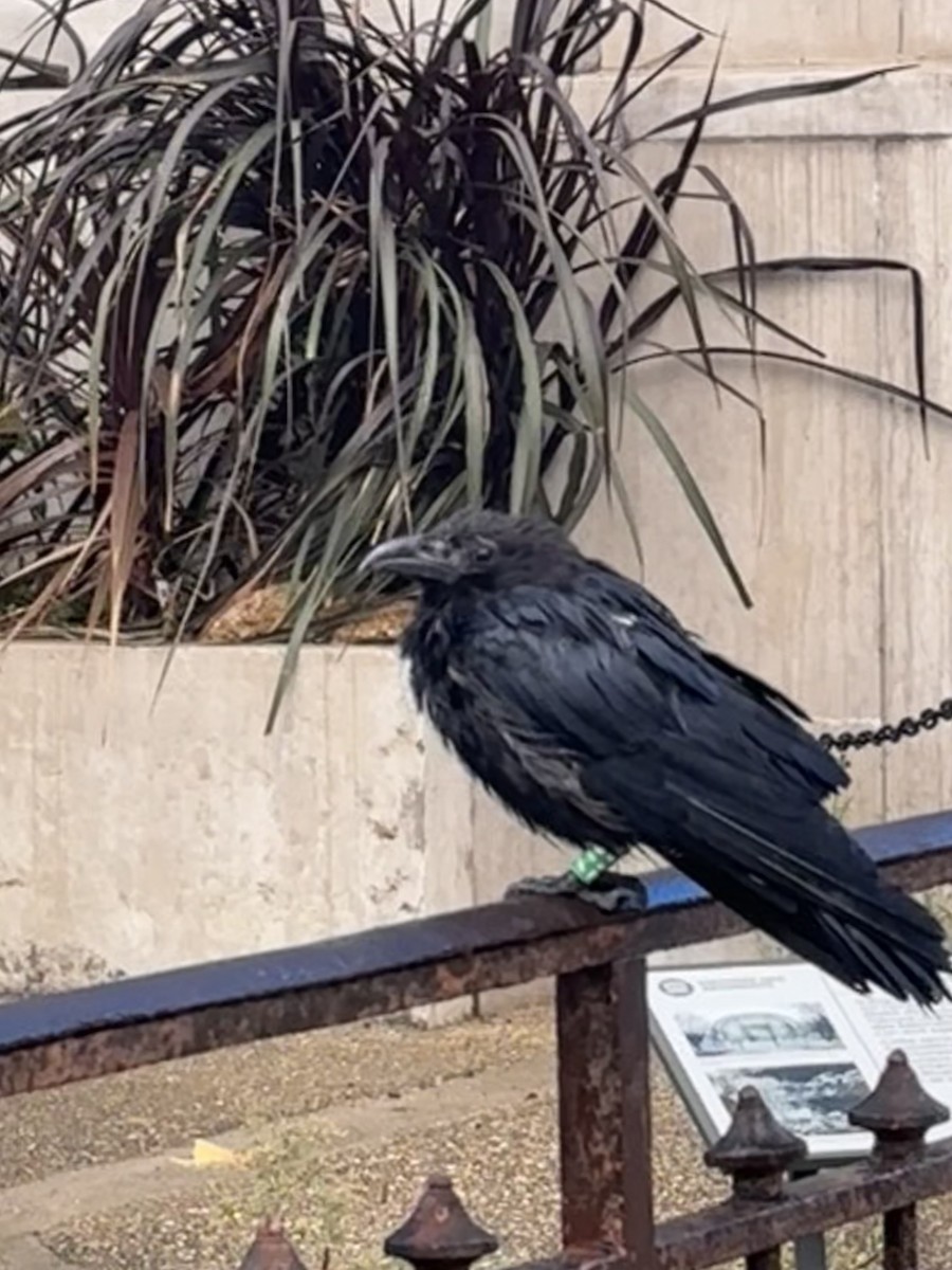 Carrion Crow (Western) - ML643292039