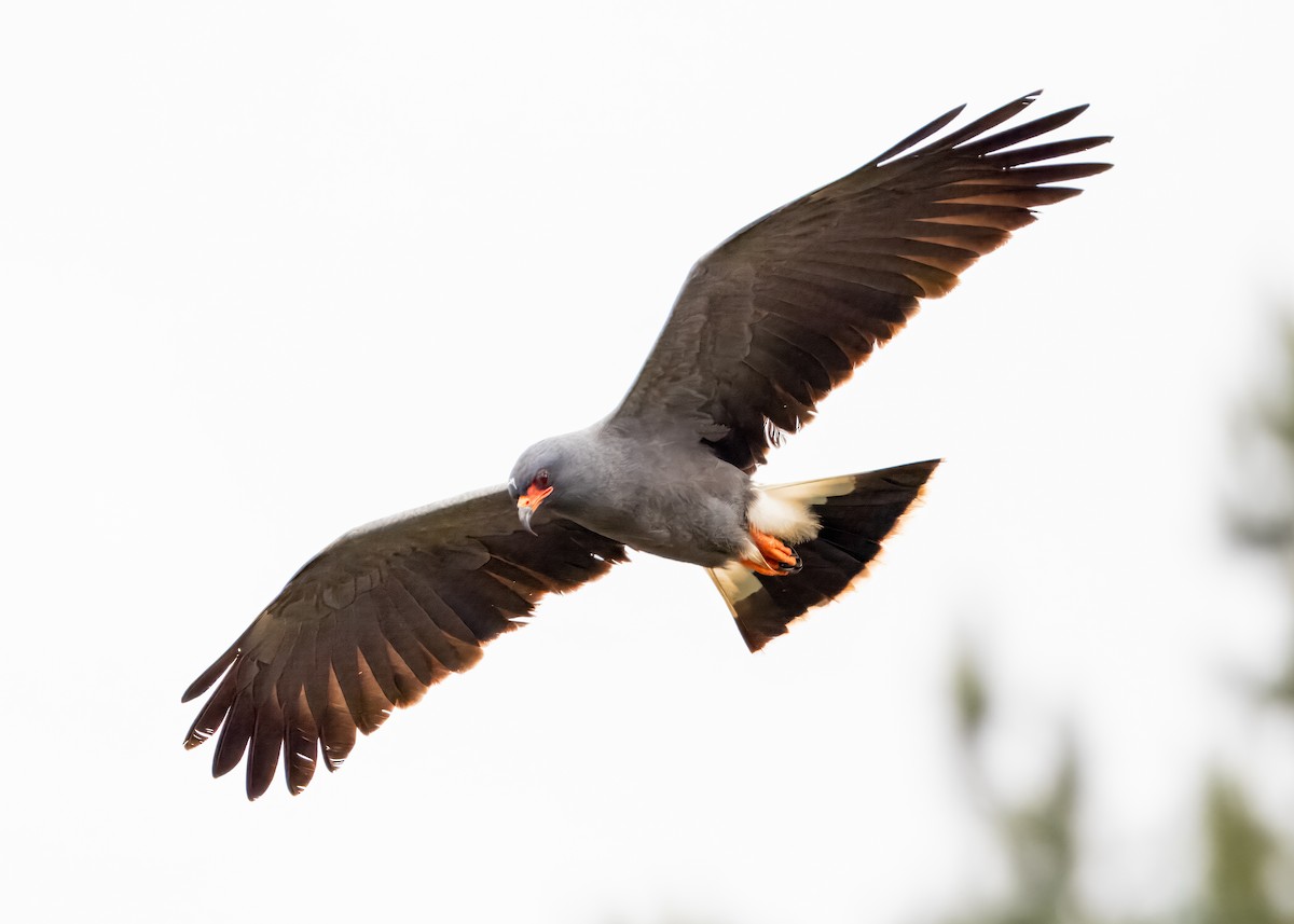 Snail Kite - ML643292066