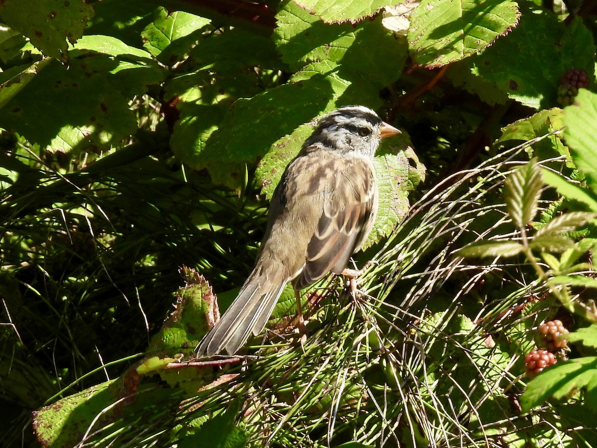 White-crowned Sparrow - ML643292068