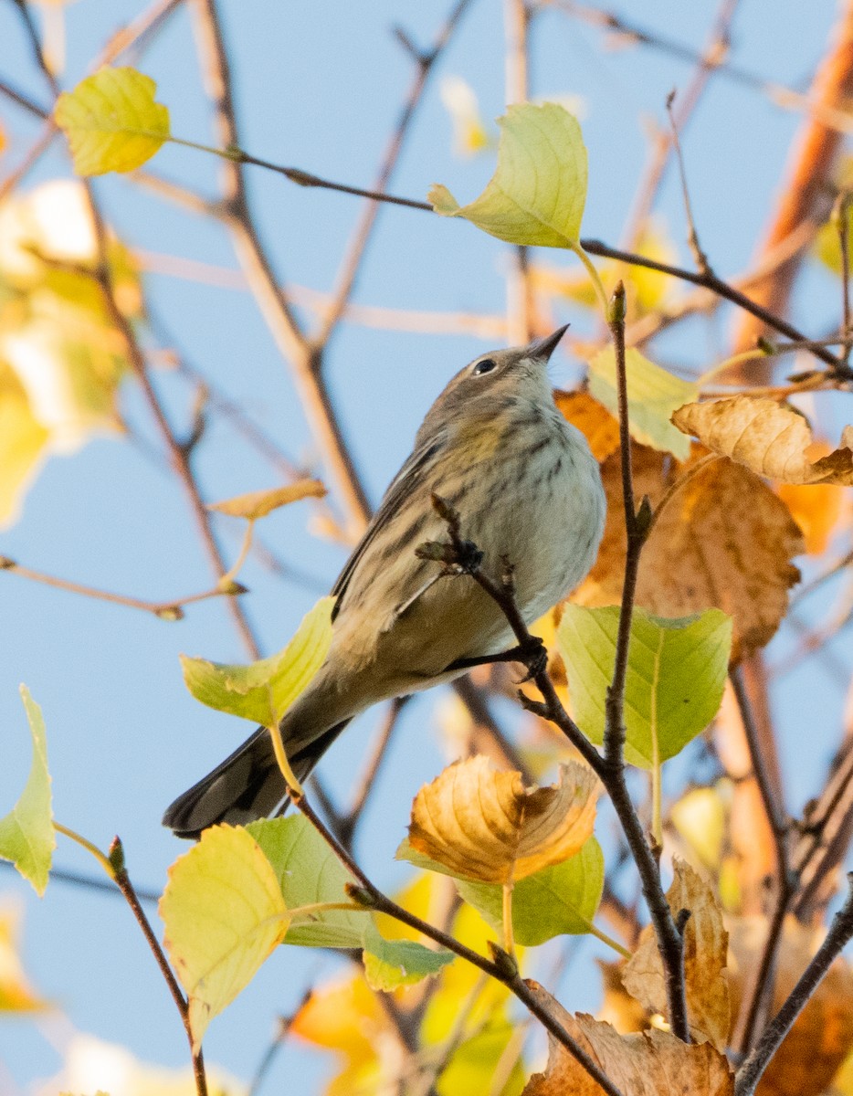 Yellow-rumped Warbler - ML643292071