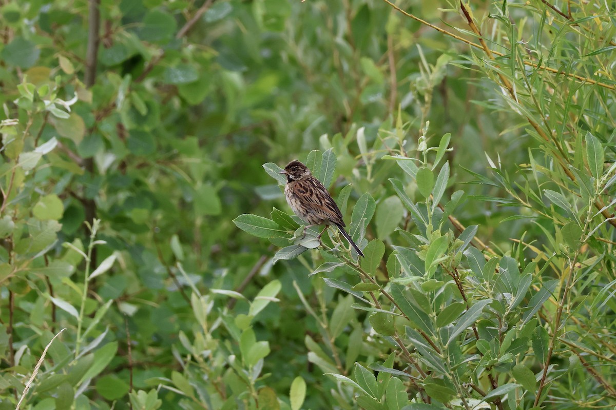 Reed Bunting - ML643292078