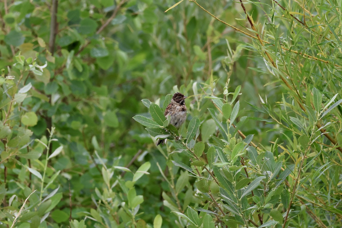 Reed Bunting - ML643292079