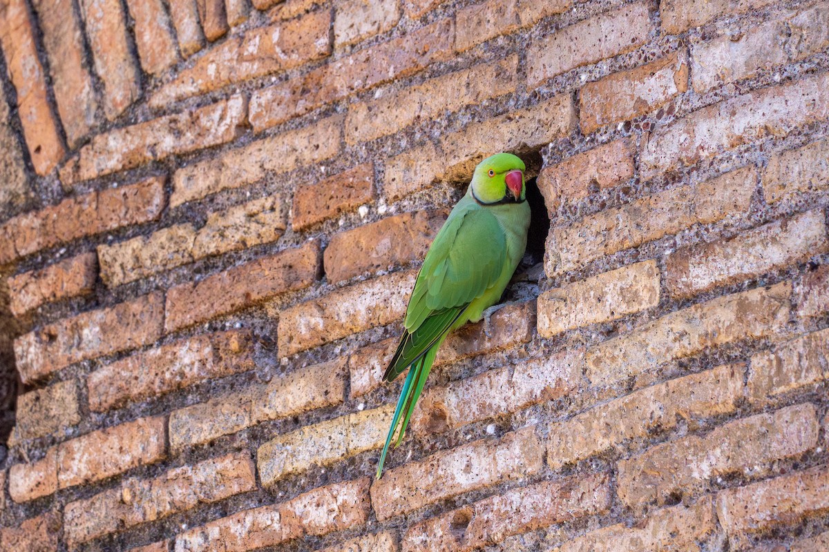 紅領綠鸚鵡 - ML643292082