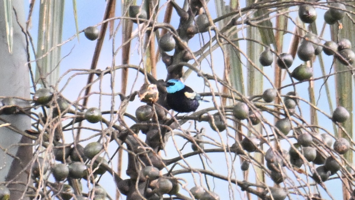 Blue-necked Tanager - ML643292094