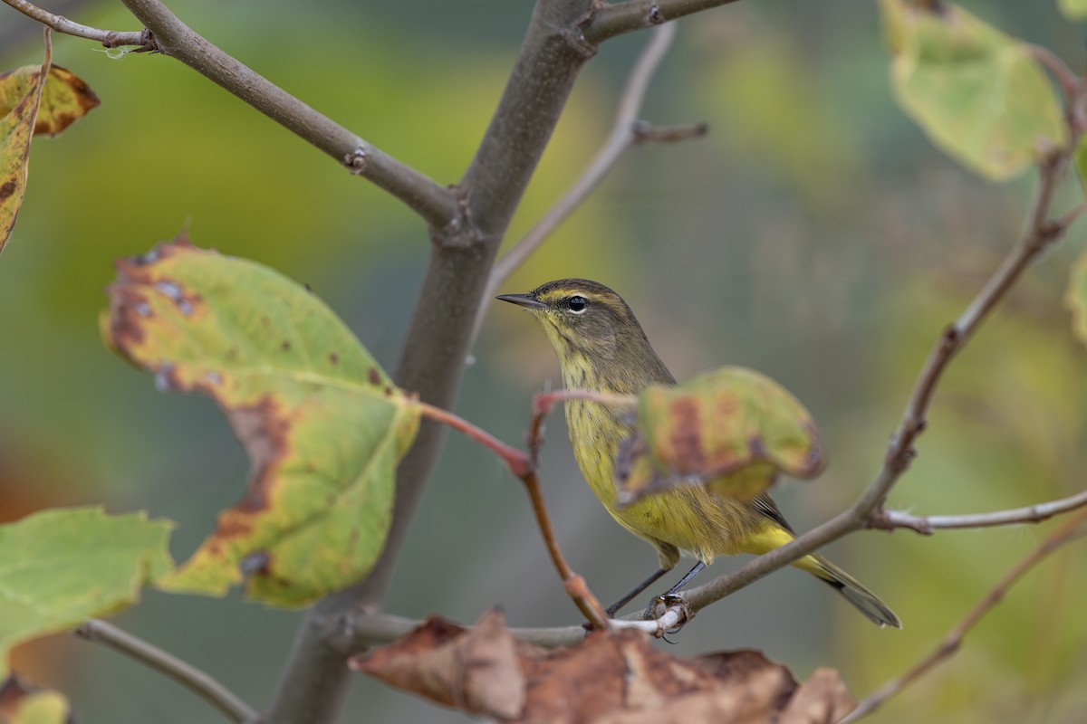 Palm Warbler - ML643292099