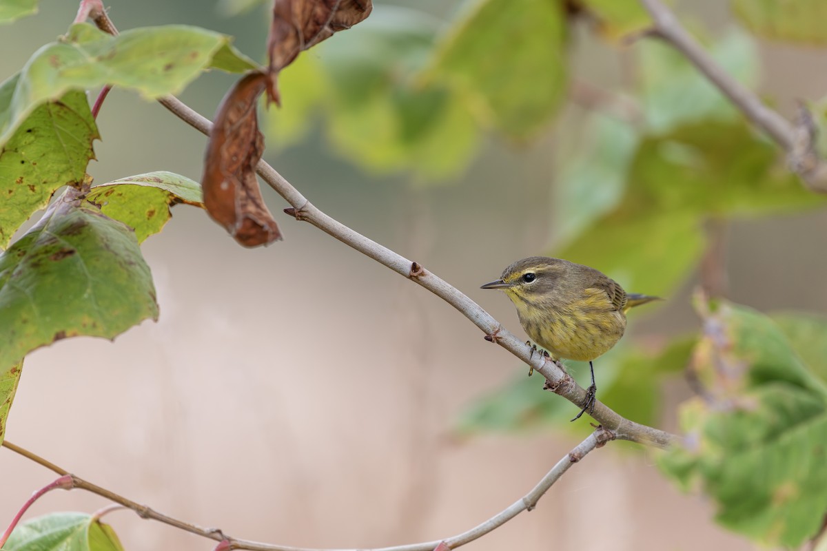 Palm Warbler - ML643292103