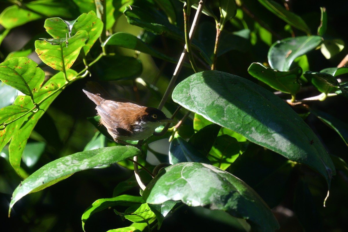 Dark-fronted Babbler (nigrifrons) - ML643292105