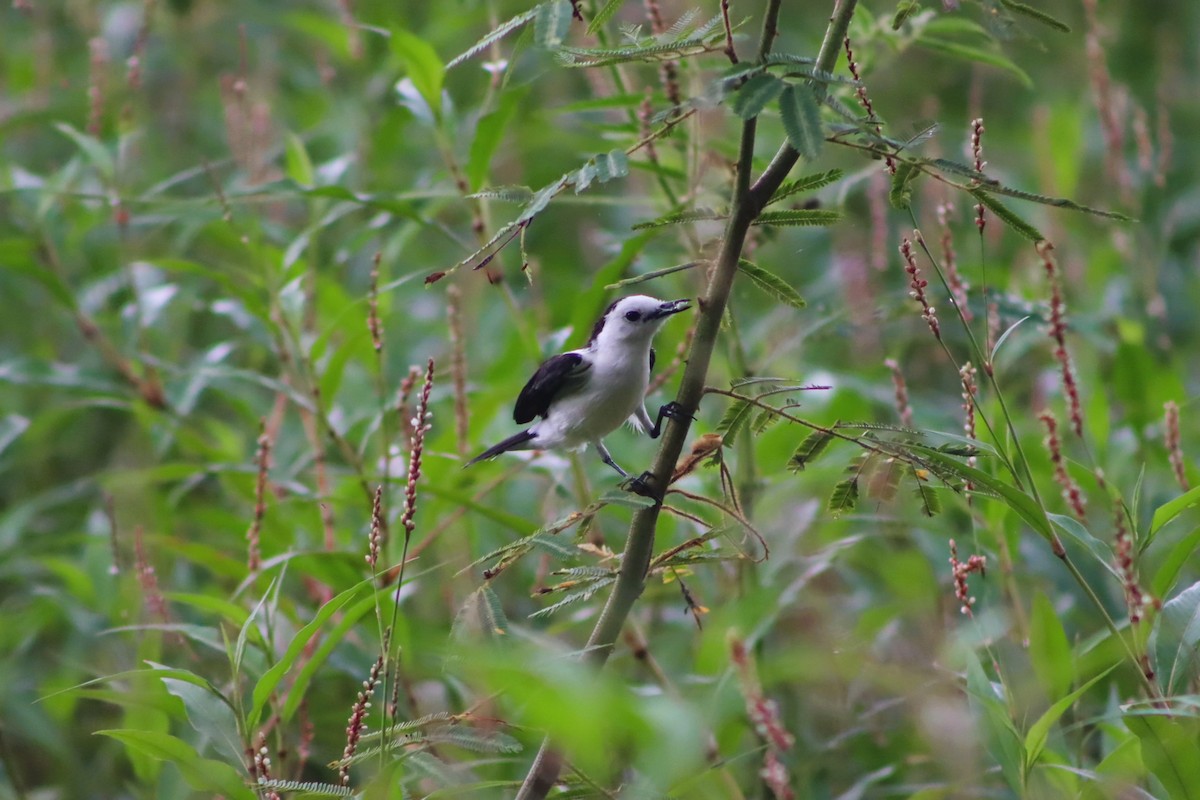Pied Water-Tyrant - ML643292116