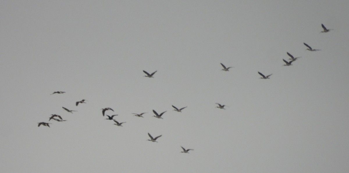 Ibis Blanco - ML643292120