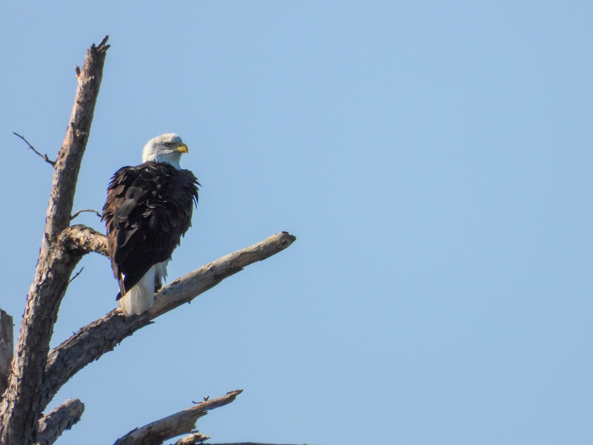 Bald Eagle - ML643292132
