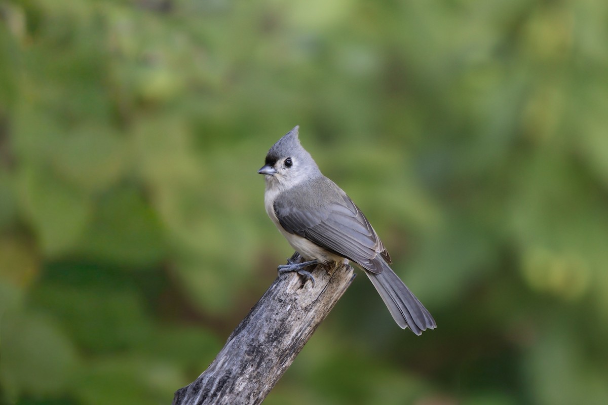 Tufted Titmouse - ML643292134