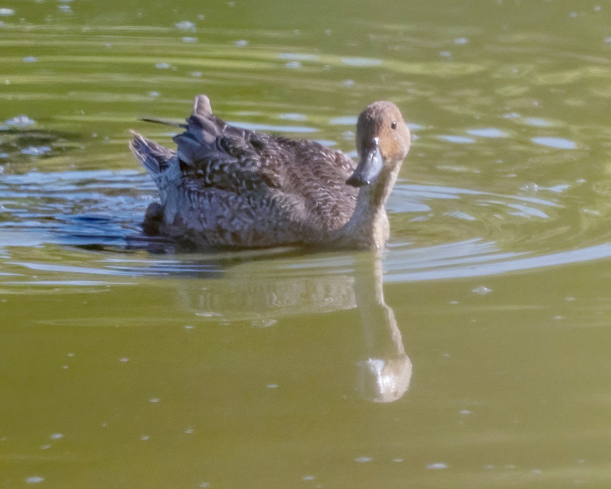 stjertand - ML643292136