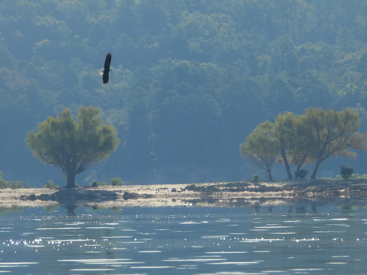 Bald Eagle - ML643292137