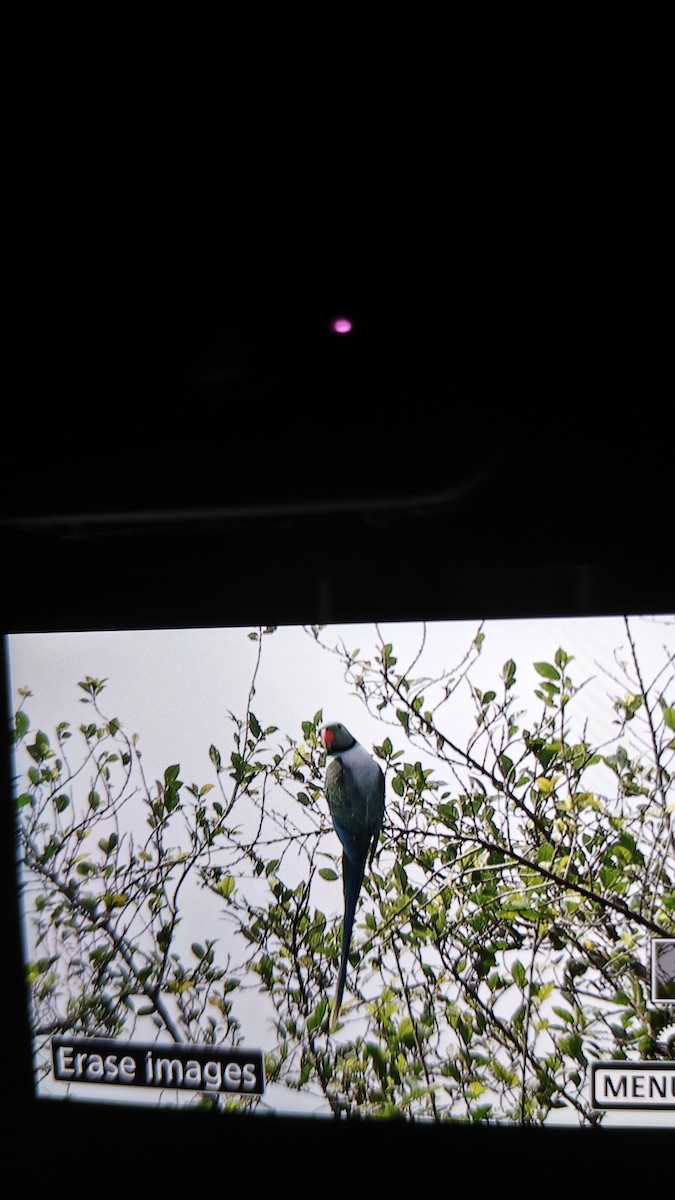 Malabar Parakeet - ML643292154