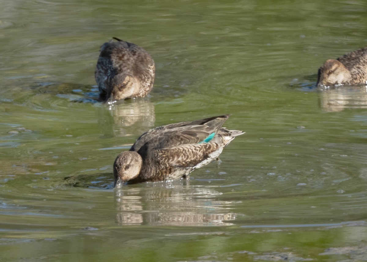 Green-winged Teal - ML643292155