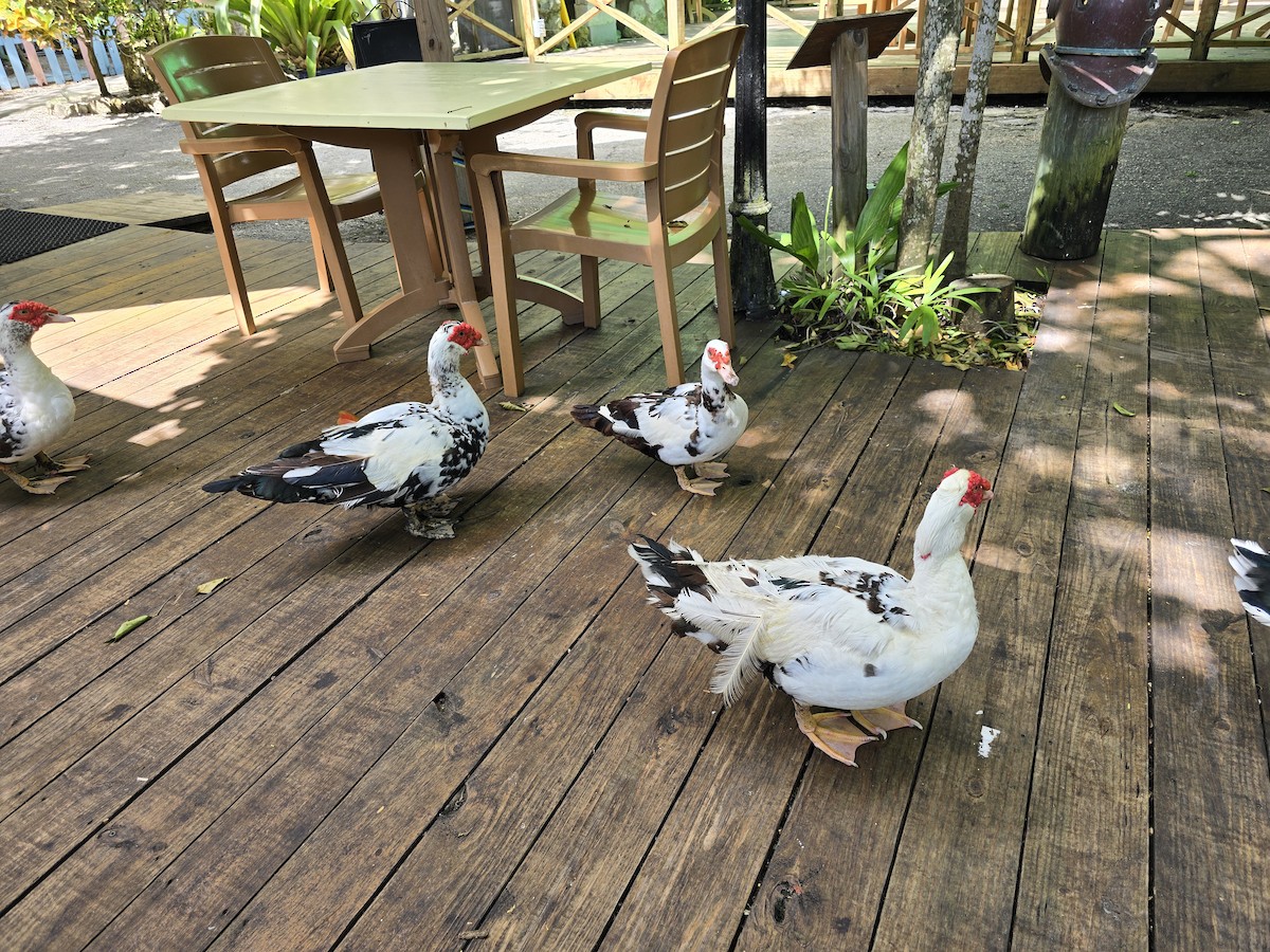 Canard musqué (forme domestique) - ML643292157